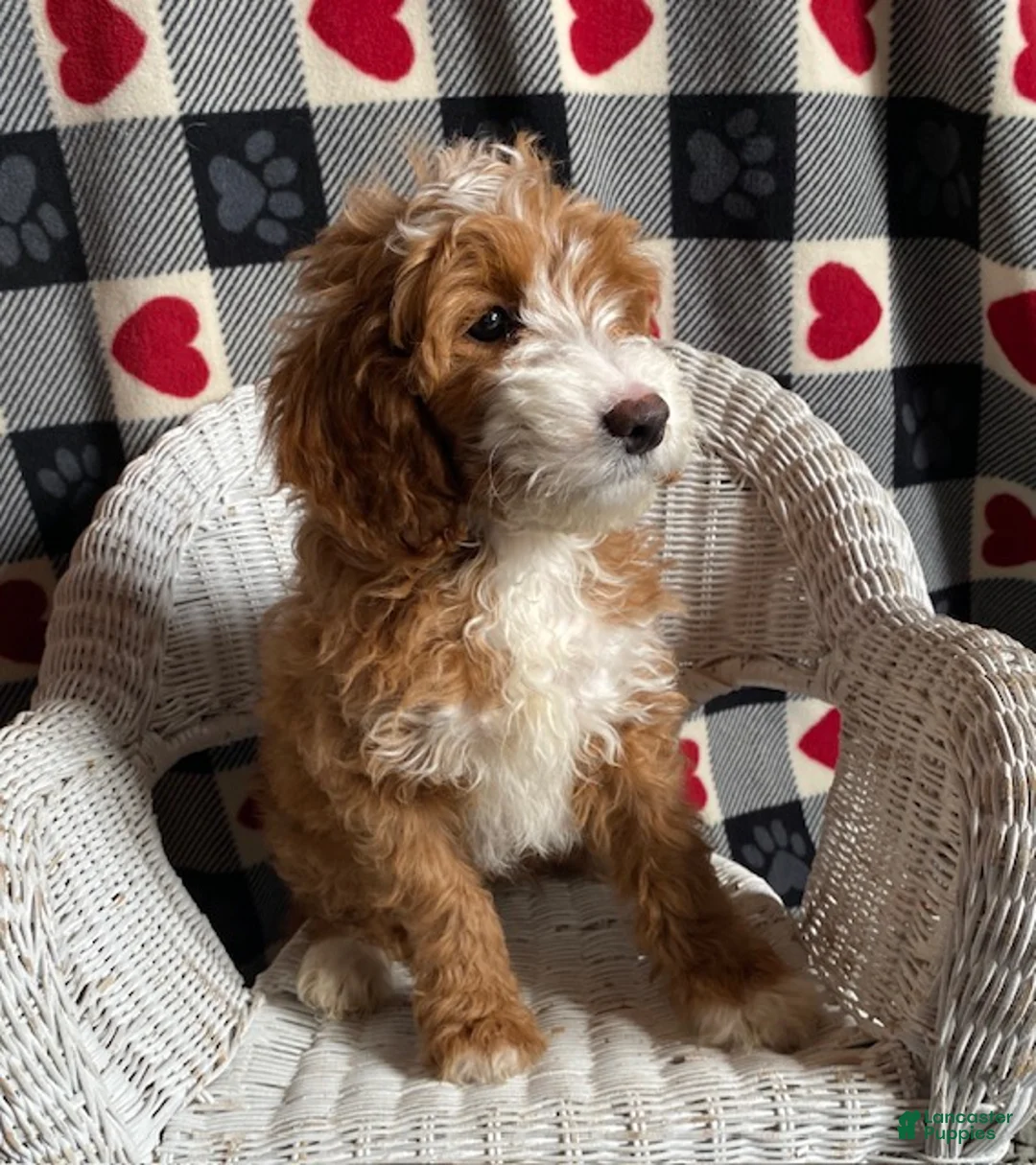 Mini Goldendoodle dogs for sale: Champ - Ad 2