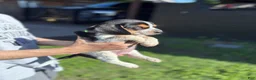 Beagle dogs for sale: Buttercup  - Ad 17