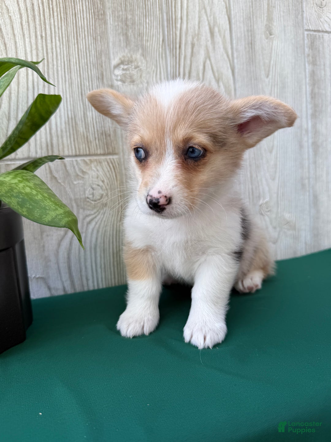 Welsh Corgi Pembroke dogs for sale: Jade - Ad 20