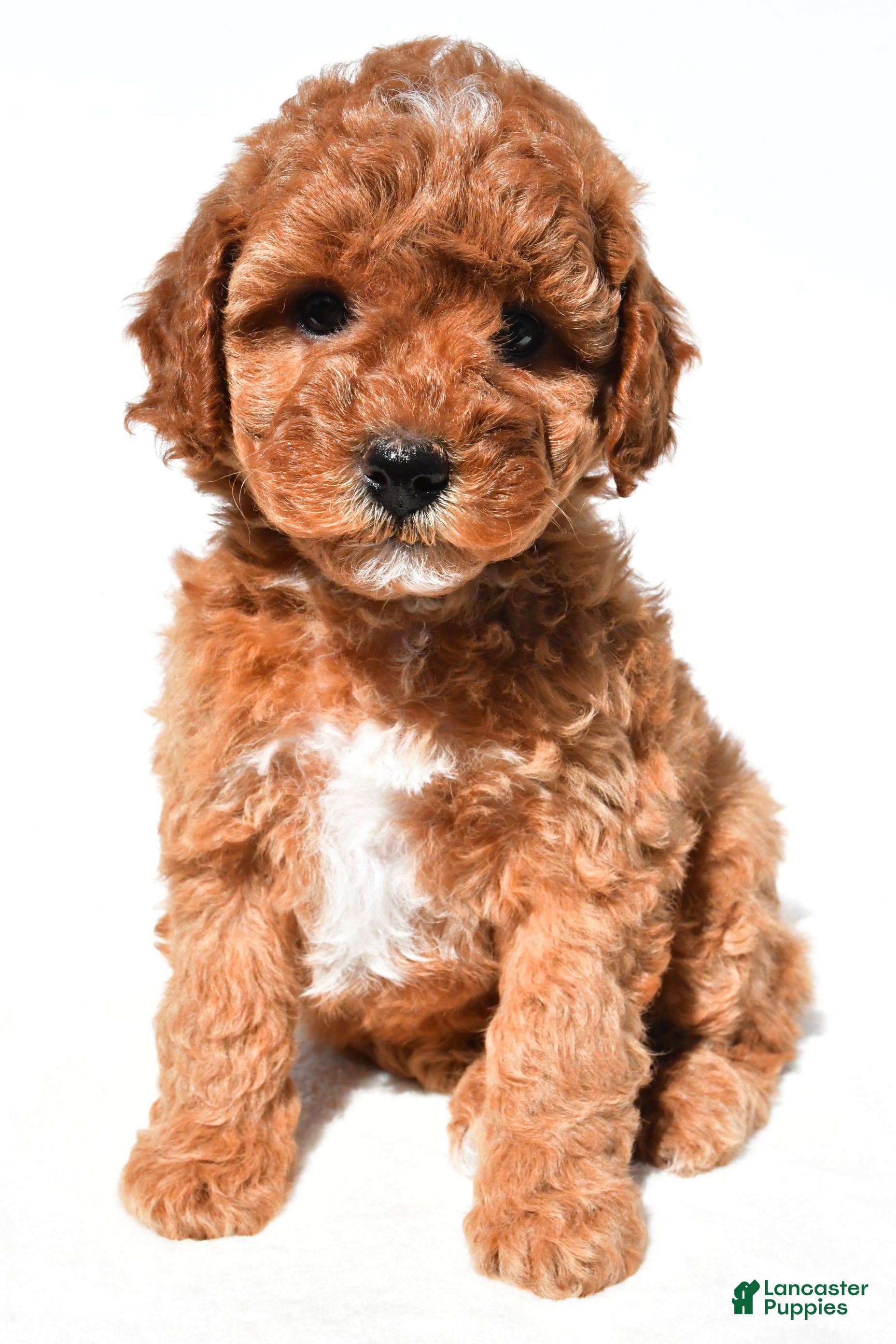 Miniature Poodle dogs Daisy - Ad 1