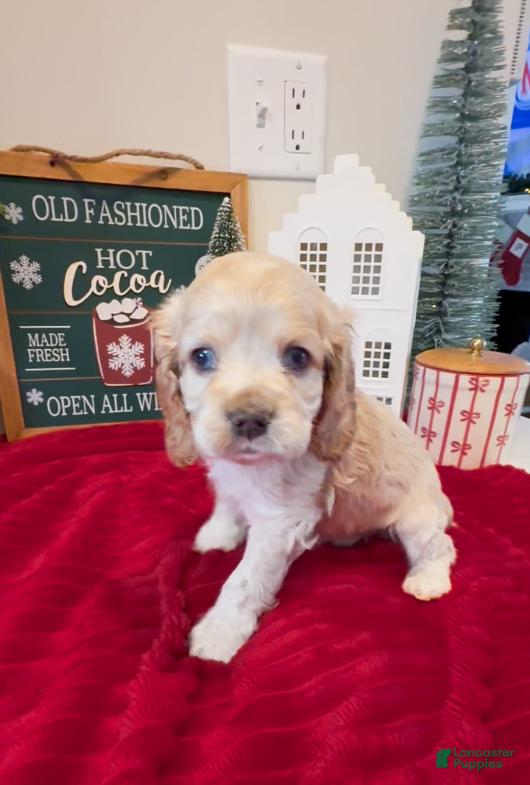 Cocker Spaniel dogs for sale: Teddy - Ad 3