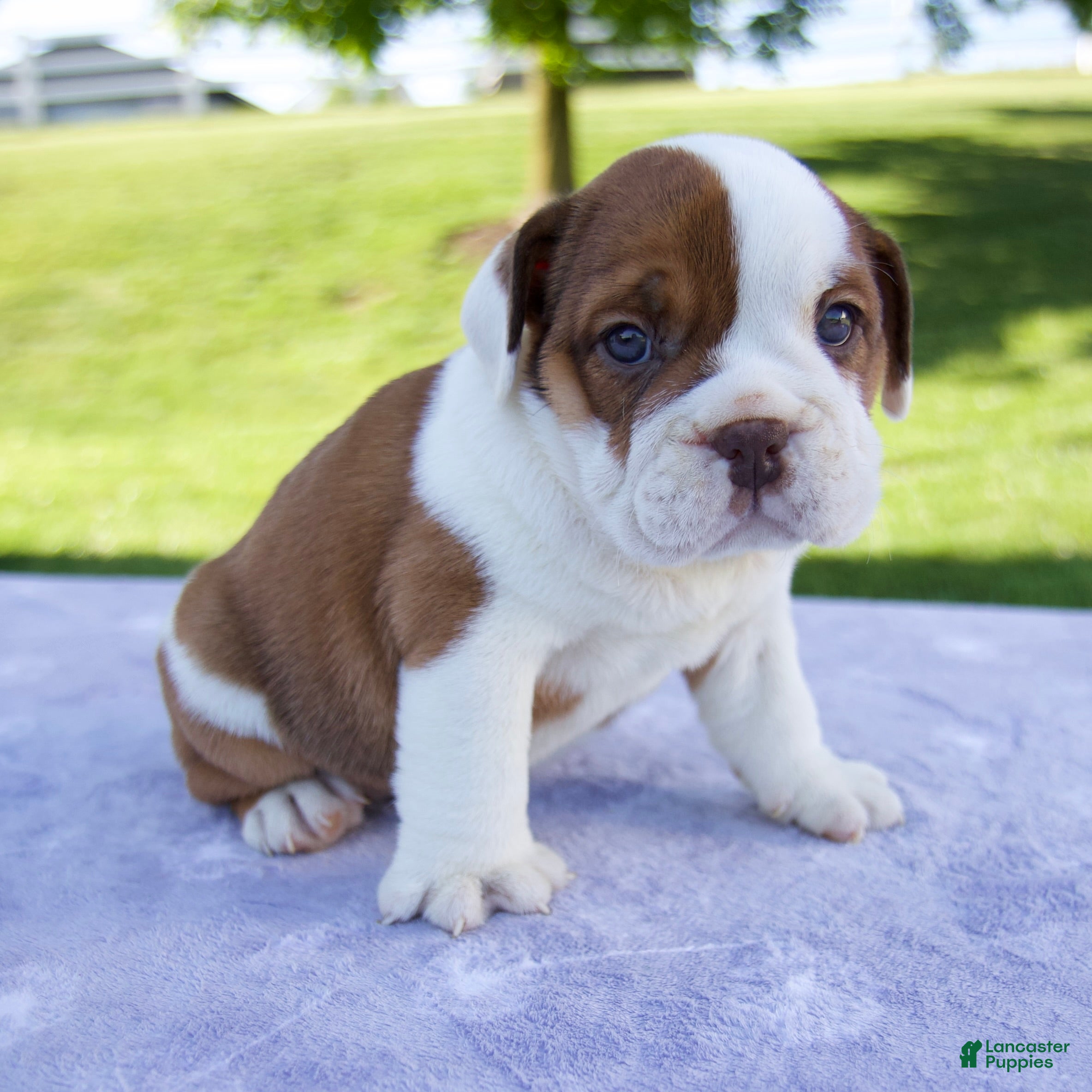 Beabull dogs for sale: Josephine - Ad 2