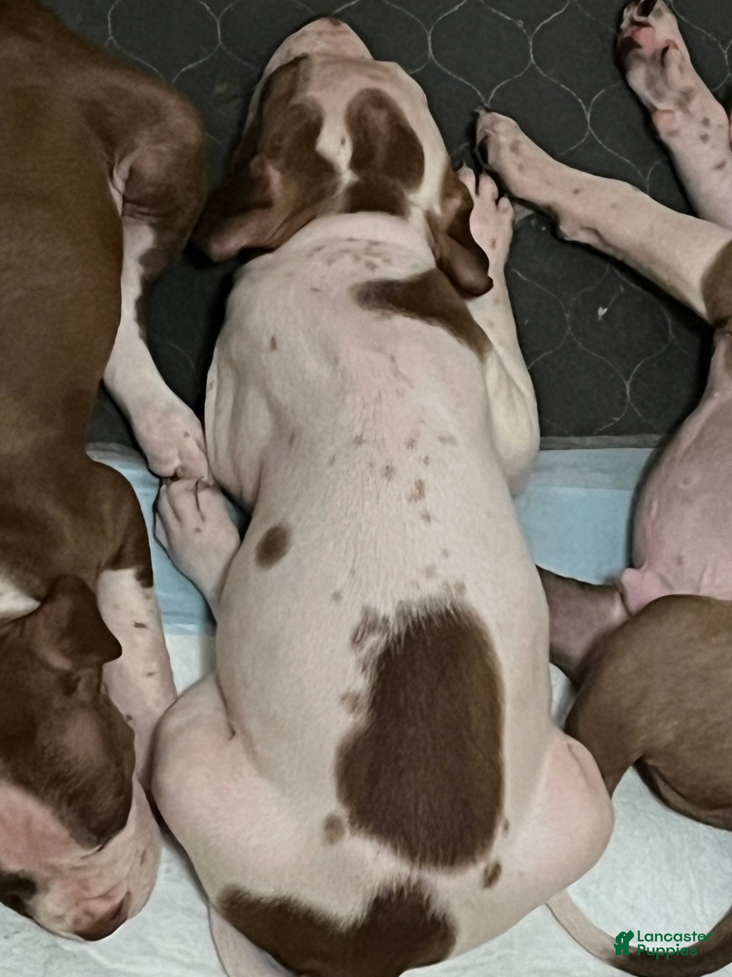 Bull Terrier