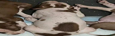 American Pit Bull Terrier 2