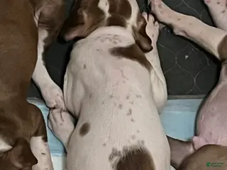 American Pit Bull Terrier dogs American Pit Bull Terrier 2 - Ad 1