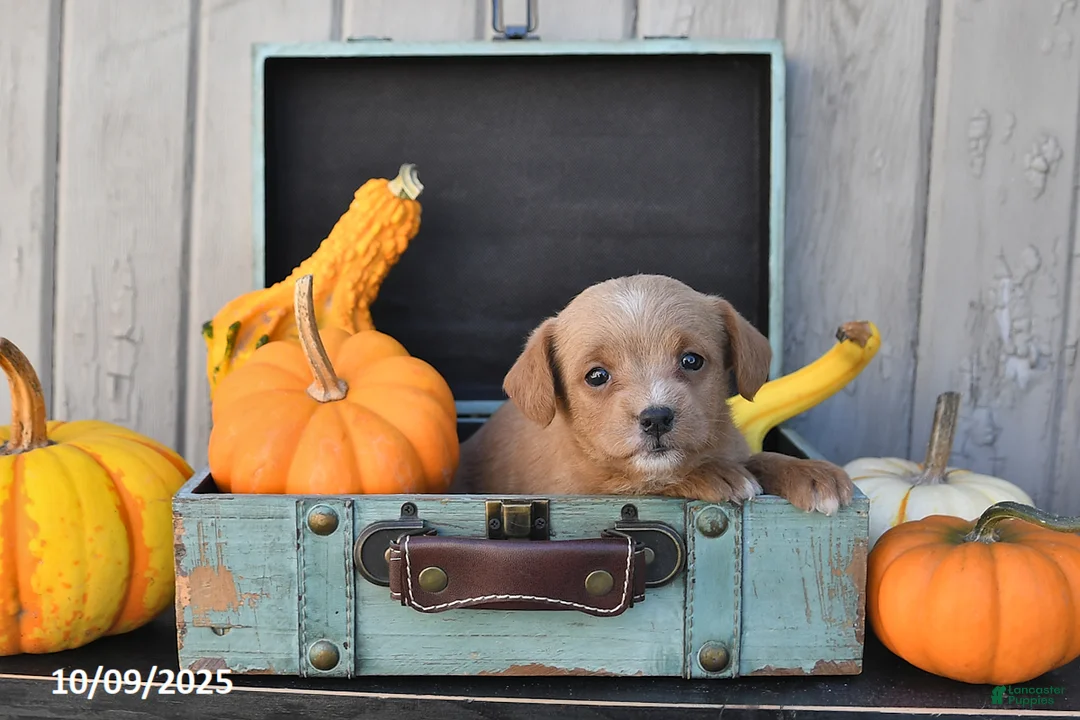 Mixed Breed dogs for sale: Tony - Ad 12