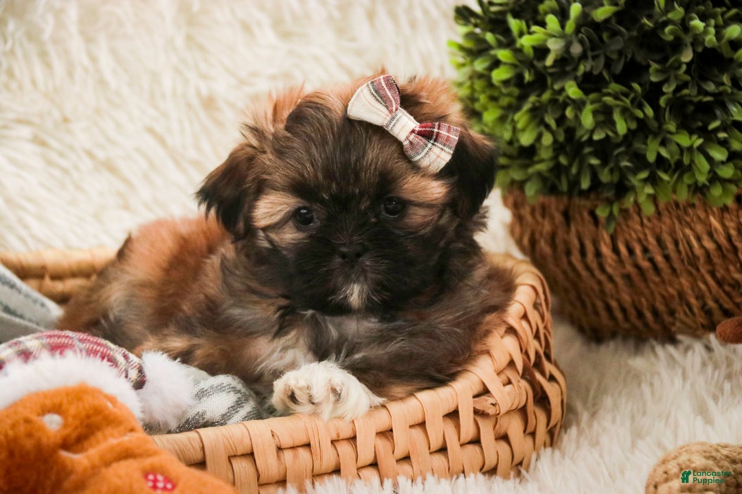 Shih Tzu dogs for sale: Shaina - Ad 1