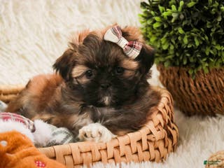 Shih Tzu dogs Shaina - Ad 30