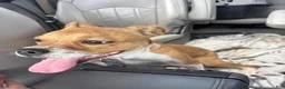 Boxer dogs for sale: Pancake - Ad 2