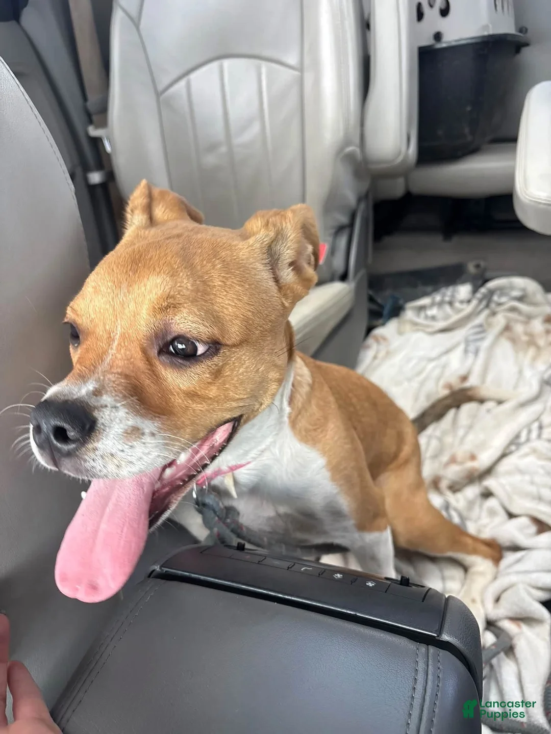 Boxer dogs for sale: Pancake - Ad 2