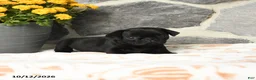 Pug dogs for sale: Dumpling - Ad 3