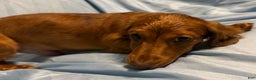 Miniature Dachshund dogs for sale: Sunny - Ad 3