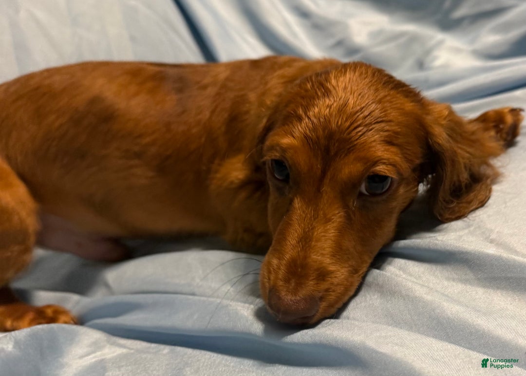 Miniature Dachshund dogs for sale: Sunny - Ad 3