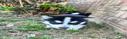 Siberian Husky dogs for sale: Tuk - Ad 5