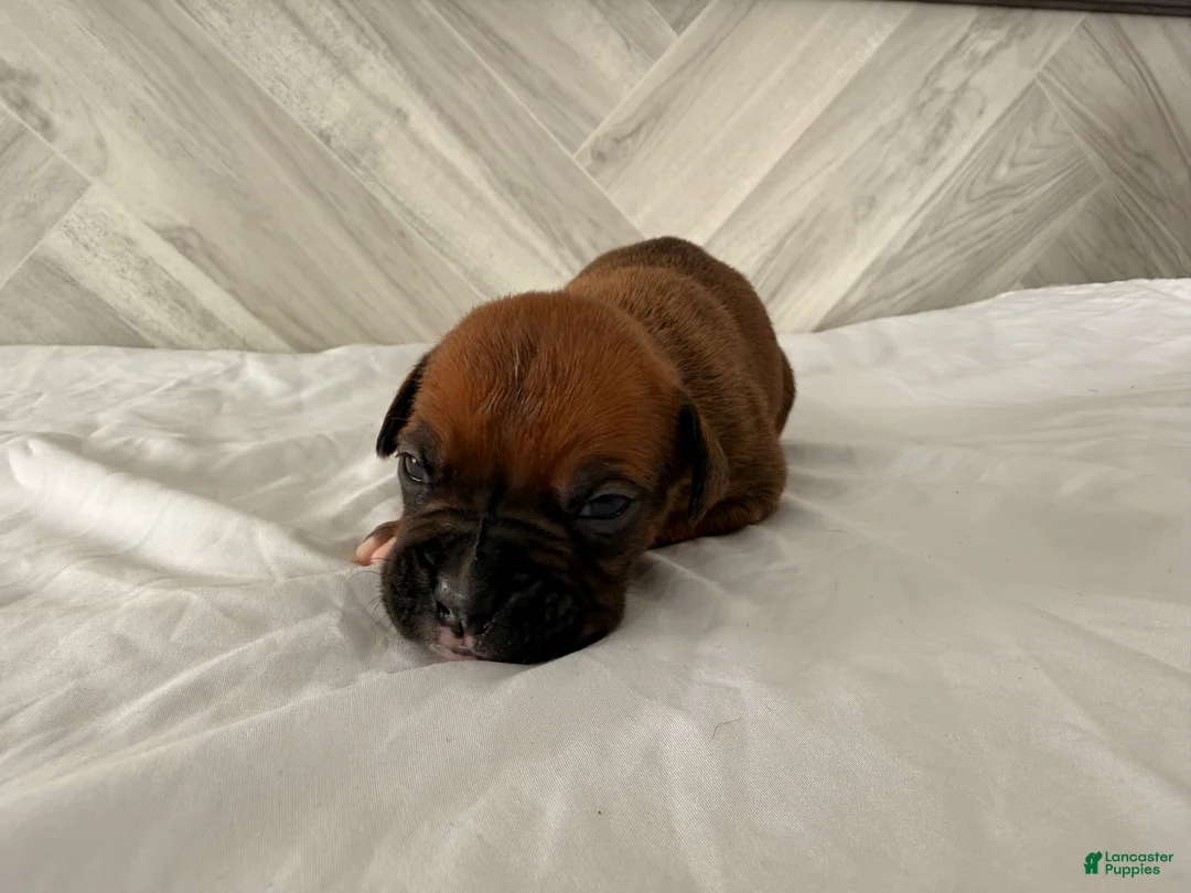 Boxer dogs for sale: Callie - Ad 1