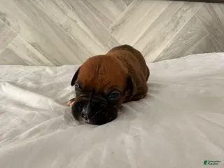 Boxer dogs Callie - Ad 27