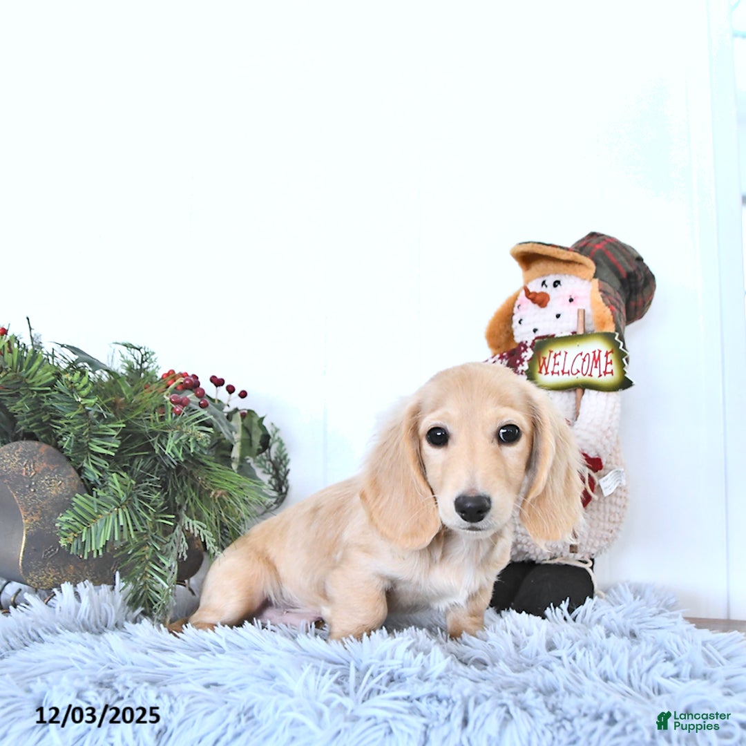 Miniature Dachshund dogs for sale: Ollie - Ad 2