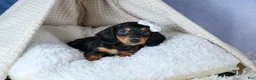 Miniature Dachshund dogs for sale: 🐾 MEET VIKING 🐶❤️ - Ad 16