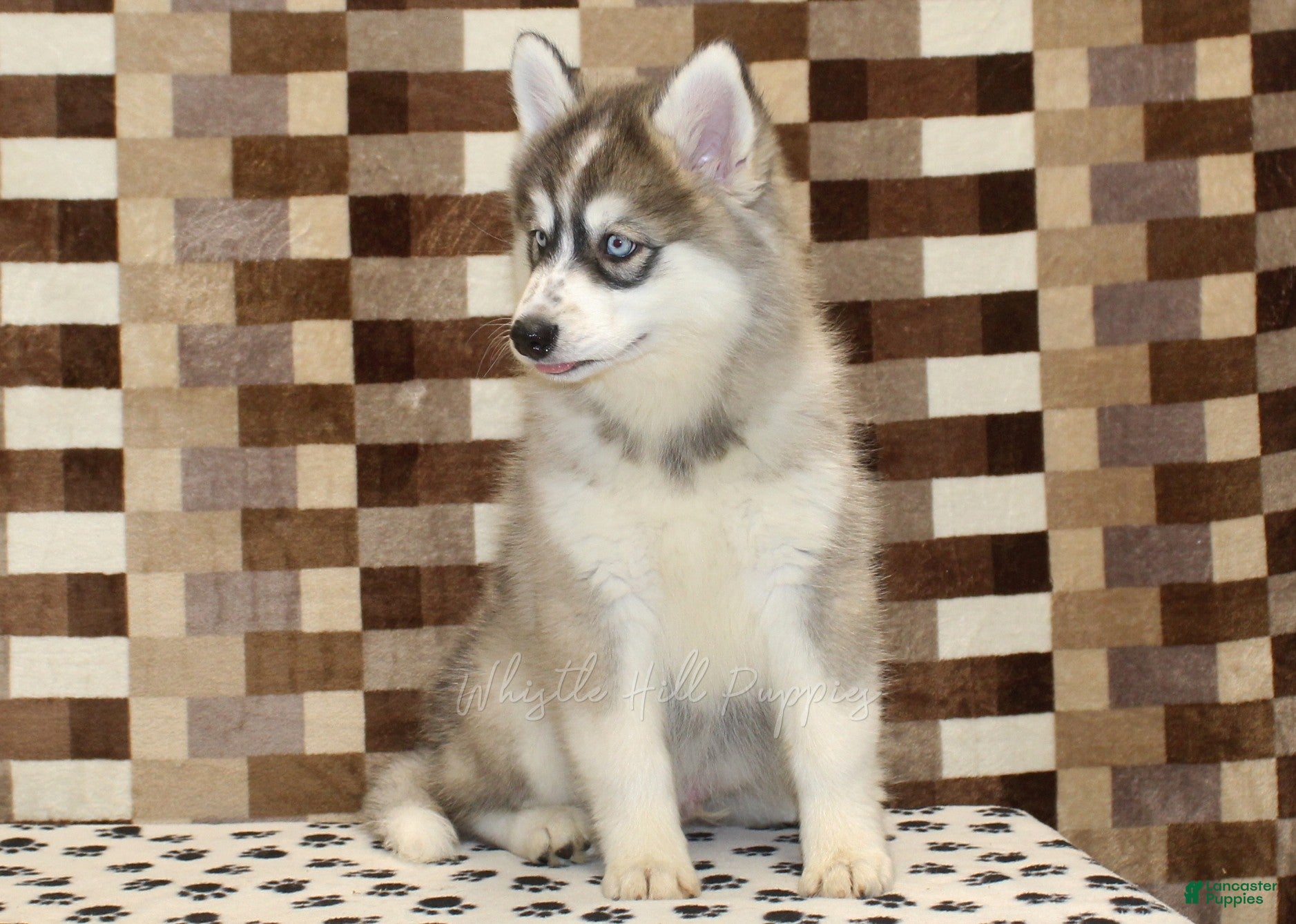 Pomsky dogs Wrigley - Ad 2
