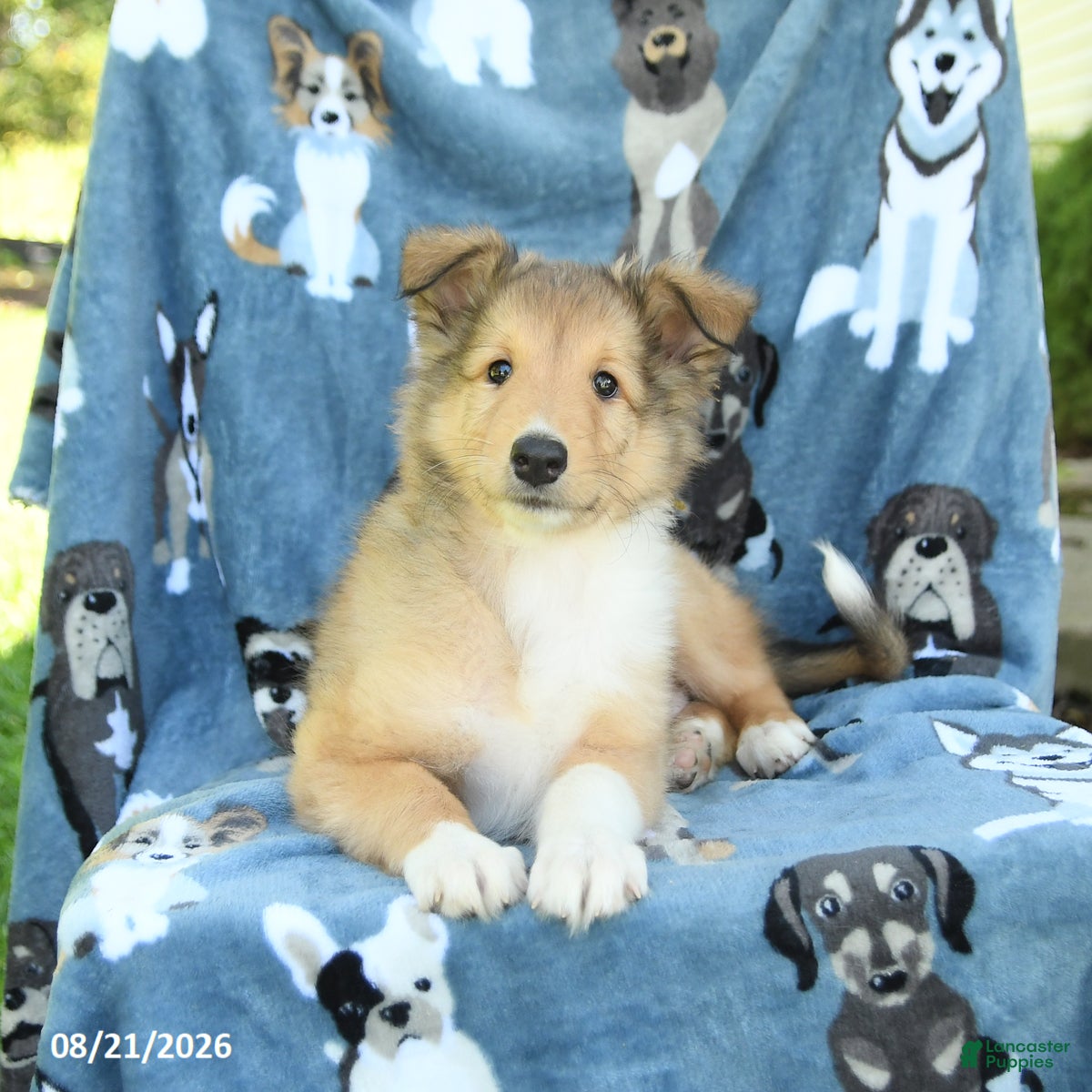 Collie dogs Olivia - Ad 2