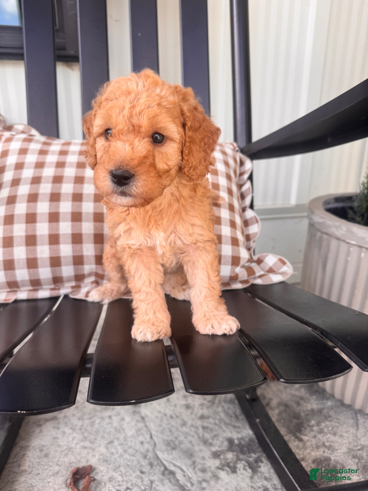 Mini Goldendoodle dogs Mini Goldendoodle Puppy 1 - Ad 1
