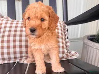 Mini Goldendoodle dogs for sale: Mini Goldendoodle Puppy 1 - Ad 3