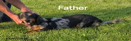 Dachshund dogs for sale: Spot - Ad 4