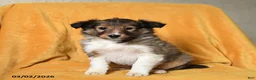 Shetland Sheepdog dogs for sale: Frisky - Ad 1