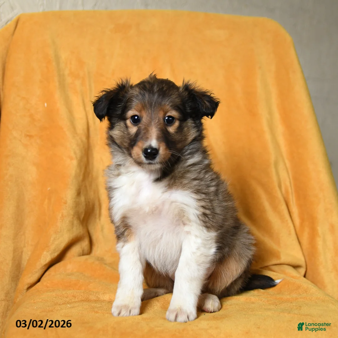 Shetland Sheepdog dogs for sale: Frisky - Ad 1