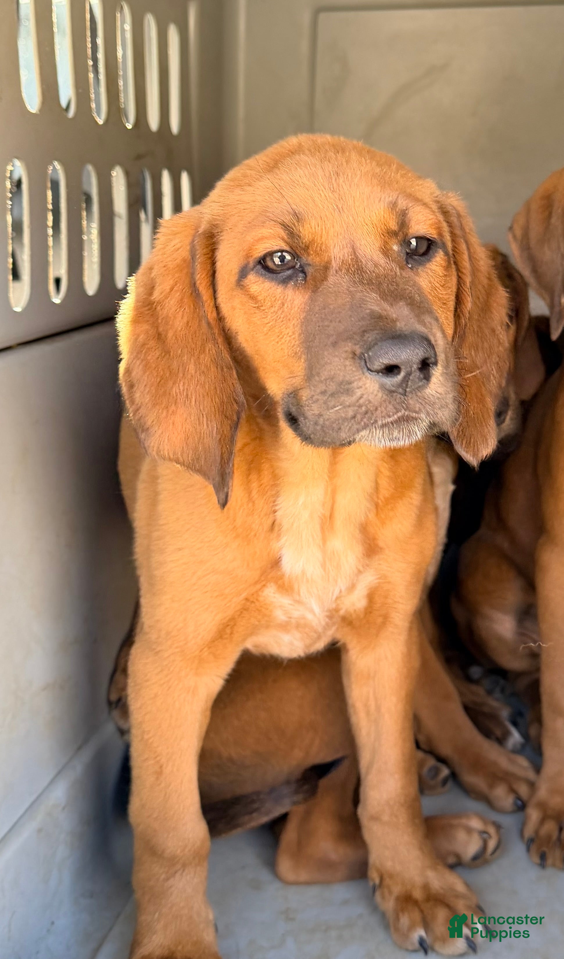 Mixed Breed dogs Rusty - Ad 35