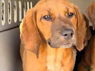 Mixed Breed dogs Rusty - Ad 14