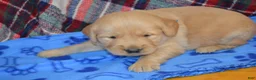 Golden Retriever dogs for sale: Mandy - Ad 8