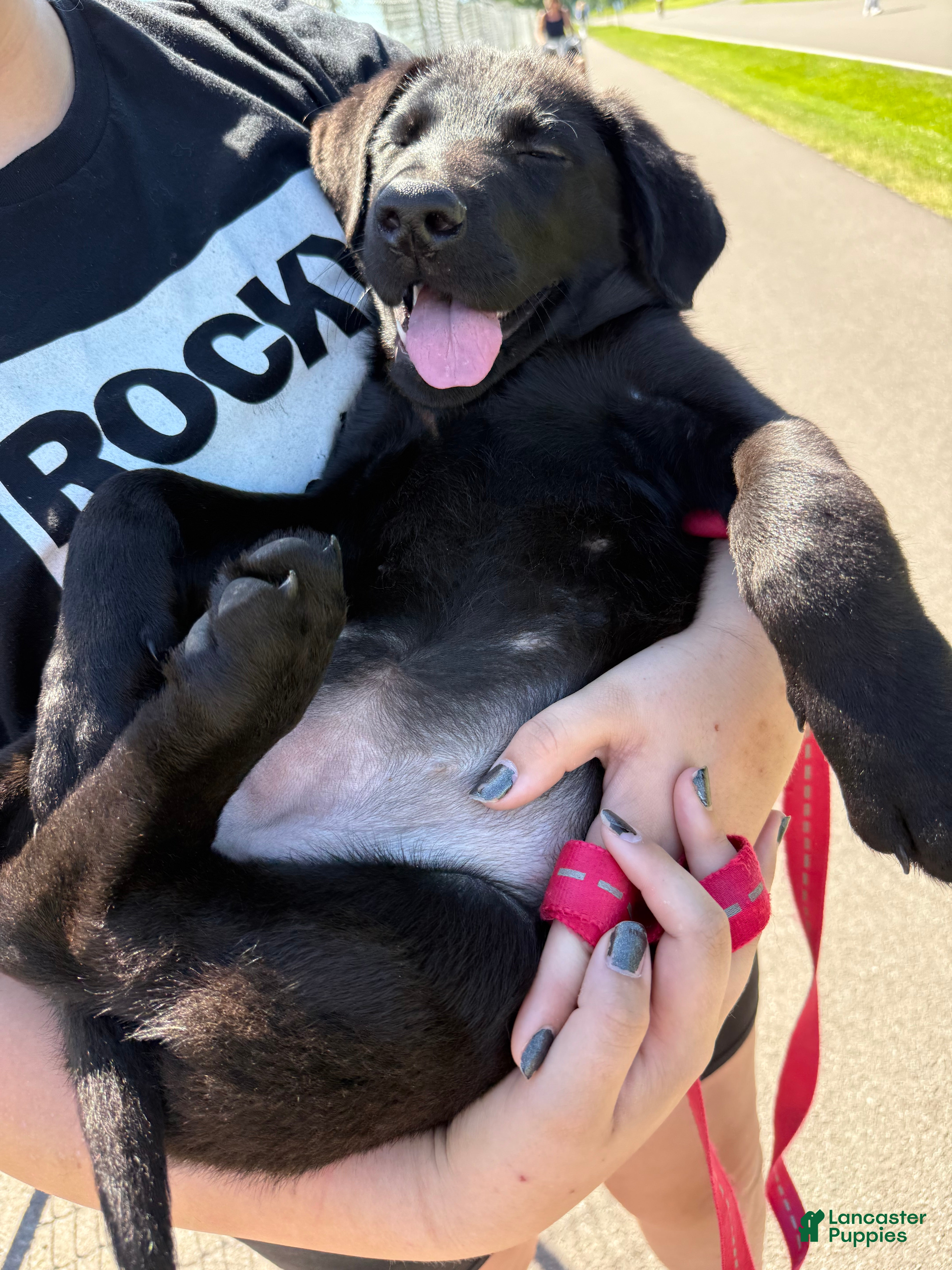 Sheprador dogs Cocoa - Ad 1