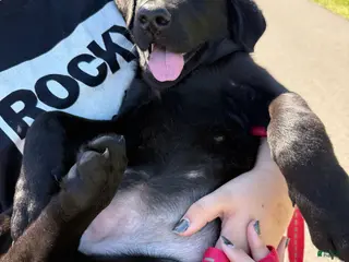 Sheprador dogs Cocoa - Ad 2