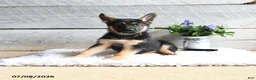 German Shepherd dogs for sale: Echo - Ad 4