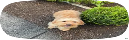 Havapoo dogs for sale: Ranger! - Ad 4