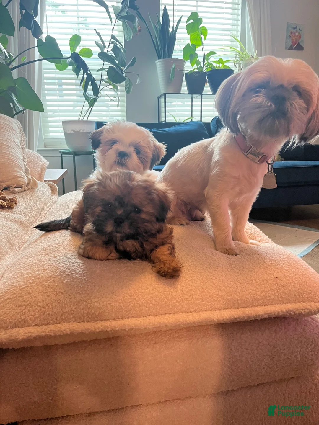 Shih Tzu dogs for sale: Jewel  - Ad 3