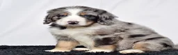 Bernedoodle dogs for sale: Mr. Harley - Ad 4