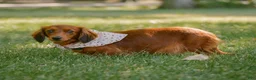 Miniature Dachshund dogs for sale: Indy  - Ad 7