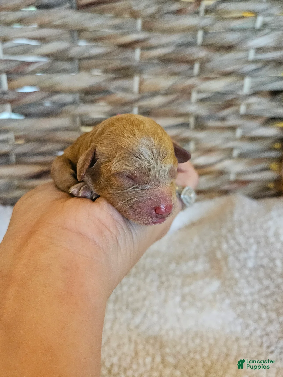 Cavapoo dogs for sale: Boone - Ad 2