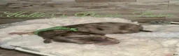 Miniature Dachshund dogs for sale: Atlas - Ad 6