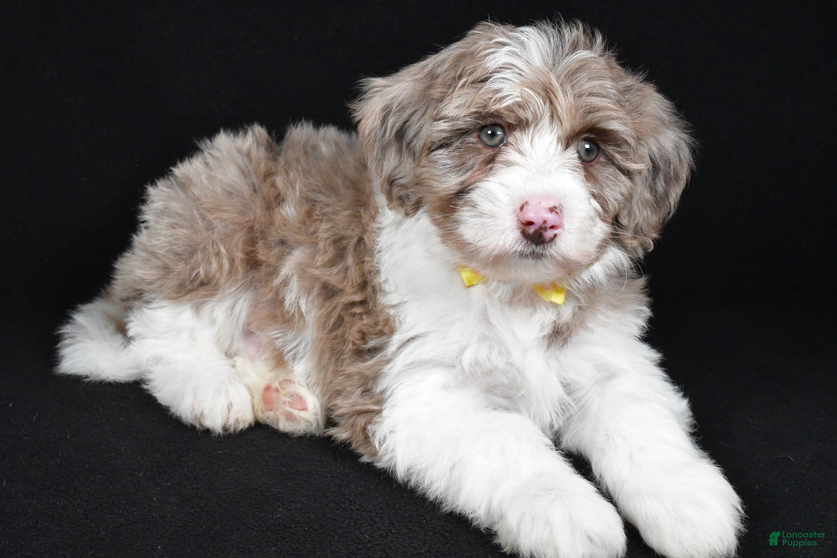 Sheepadoodle dogs Champion - Ad 2