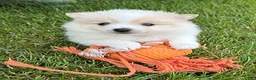 Pomeranian dogs for sale: Kai - Ad 3