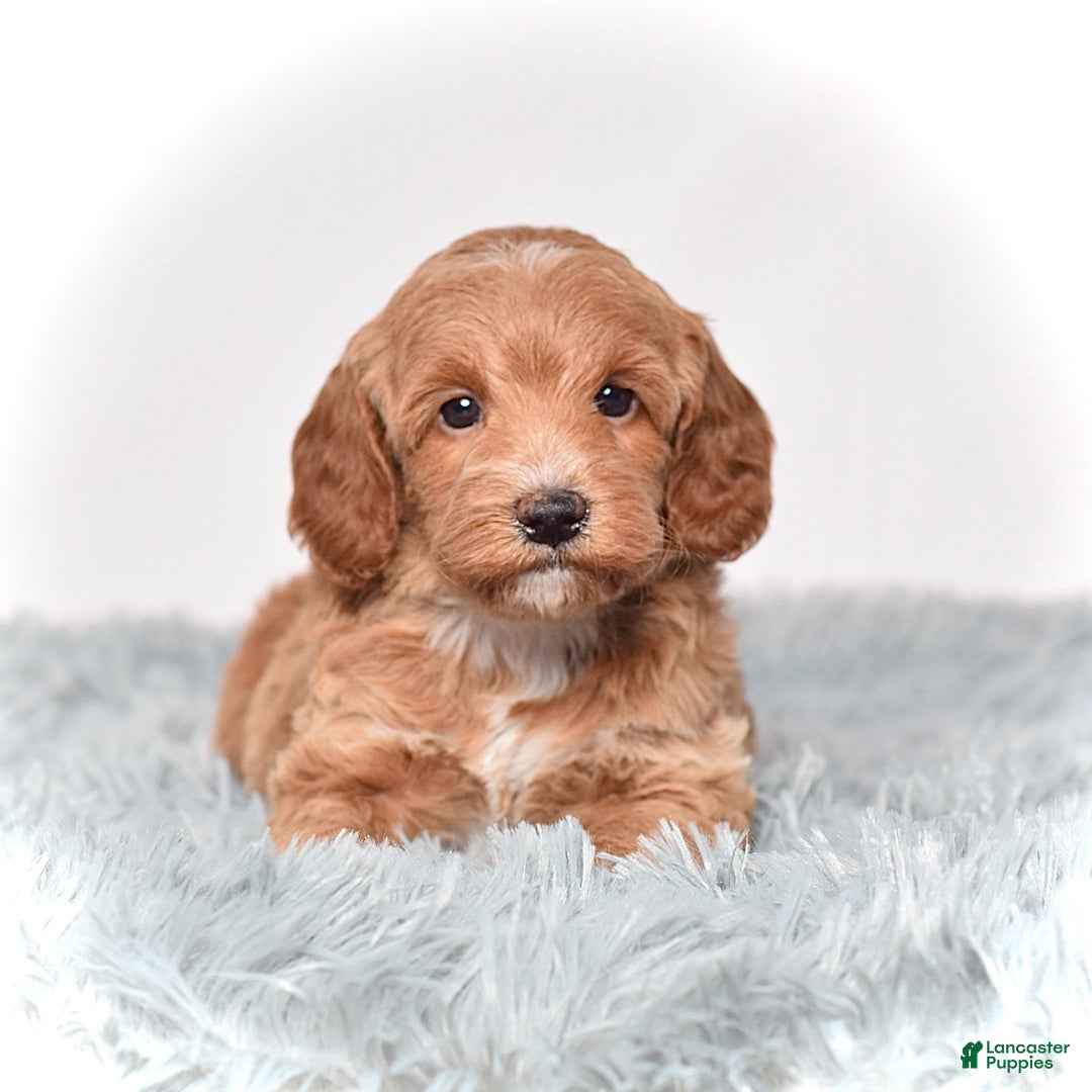 Mini Goldendoodle dogs for sale: Ms. Paisley - Ad 4