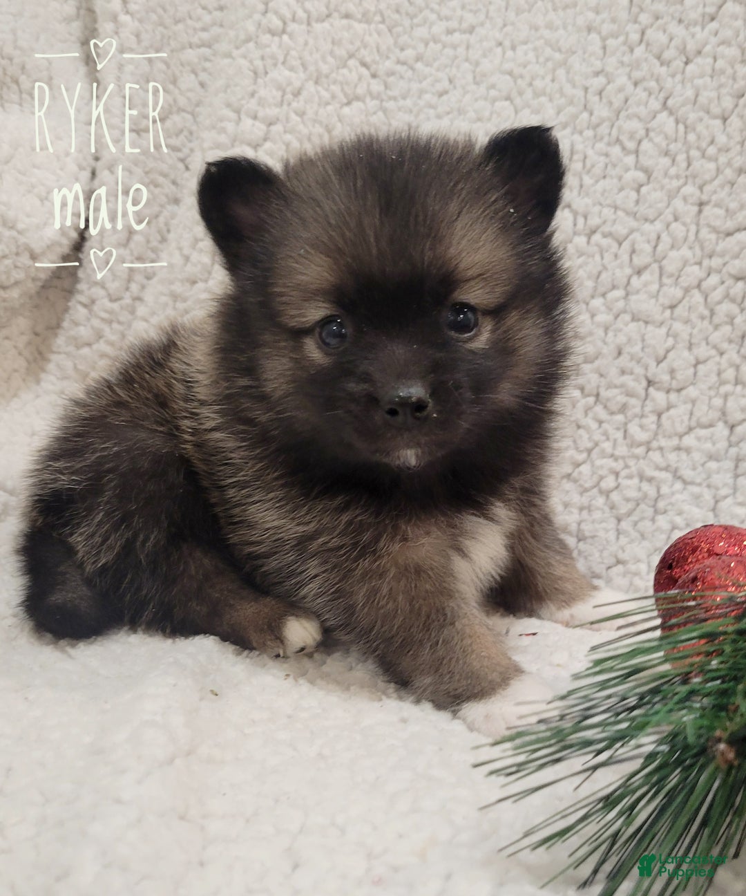Pomsky dogs for sale: Ryker - Ad 3