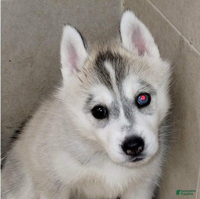 Siberian Husky dogs Galadriel (Bi-eyed) - Ad 1