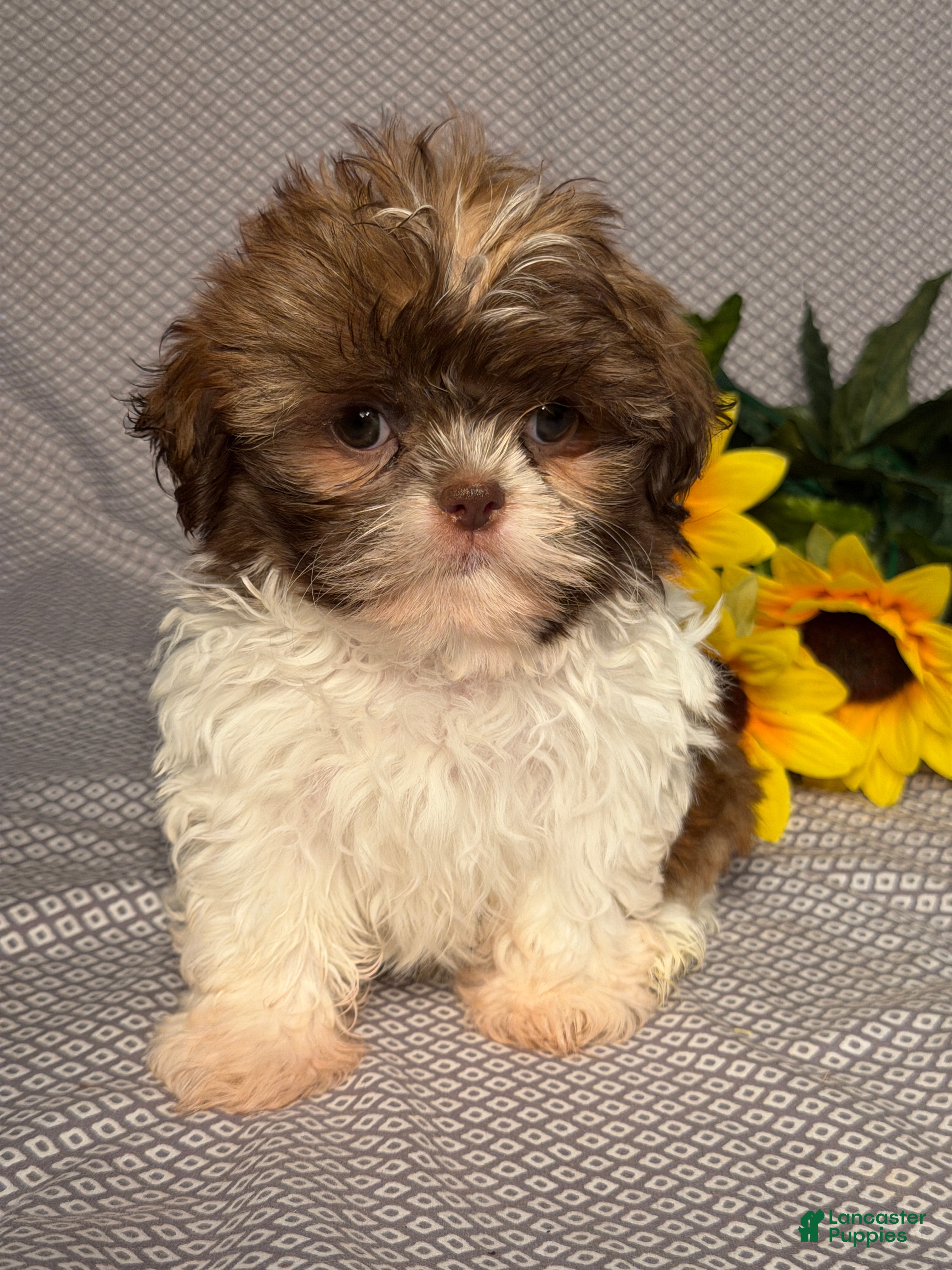 Shih Tzu dogs Luna - Ad 1