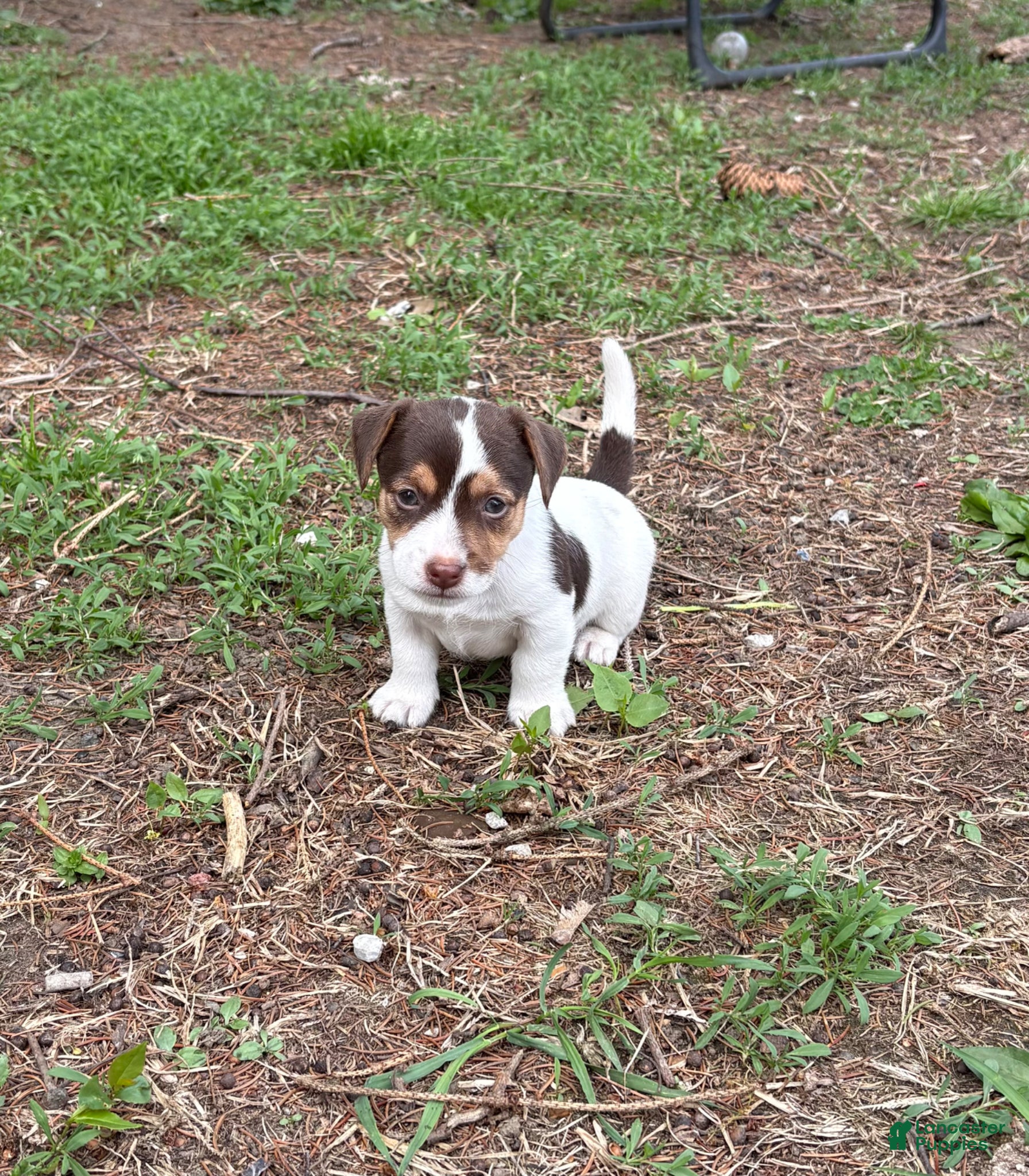 Jack Russell Terrier dogs Jack Russell Terrier Puppy 1 - Ad 19