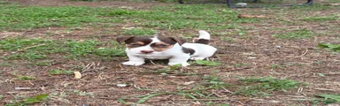 Jack Russell Terrier Puppy 1