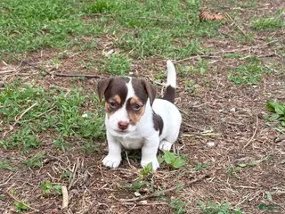 Jack Russell Terrier dogs Jack Russell Terrier Puppy 1 - Ad 17